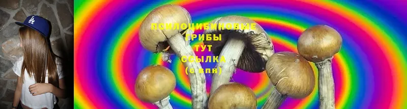 Галлюциногенные грибы Psilocybe  Белый 